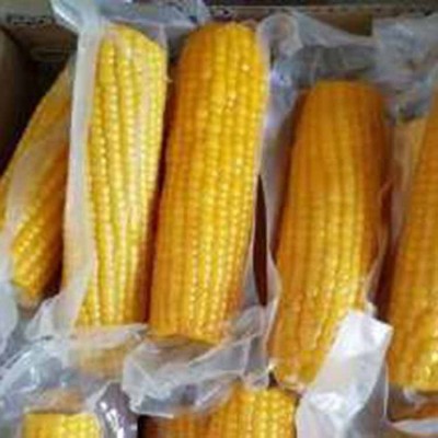 东北粘玉米粗粮代餐玉米现摘新鲜黄白糯玉米即食真空包装甜黏苞米图4