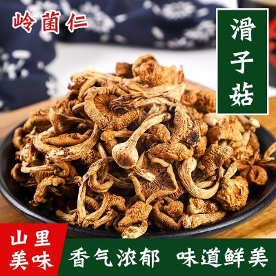 东北滑子菇 黑龙江特产肉厚干货罐装420g小黄蘑 食用菌菇干货蘑菇