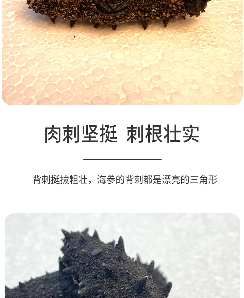 电商直供特级海参1_05.jpg
