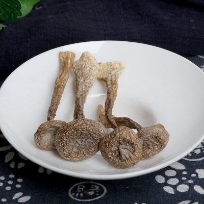 鹿茸菇鹿茸菌干货2022年新货无熏硫整件批发餐饮火锅煲汤新鲜脆菇图4