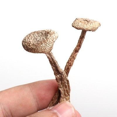 鹿茸菇鹿茸菌干货2022年新货无熏硫整件批发餐饮火锅煲汤新鲜脆菇图5