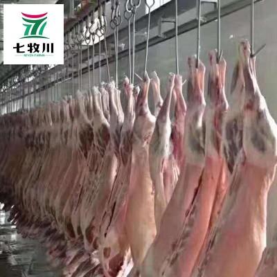 新西兰进口全羊 清真绵羊酮体羊腔子 餐饮食堂批发新鲜冷冻整羊图3