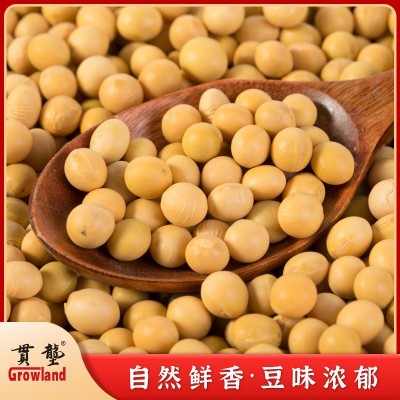 贯垄黄豆soybean厂家批发五谷杂粮大豆磨粉豆浆原料