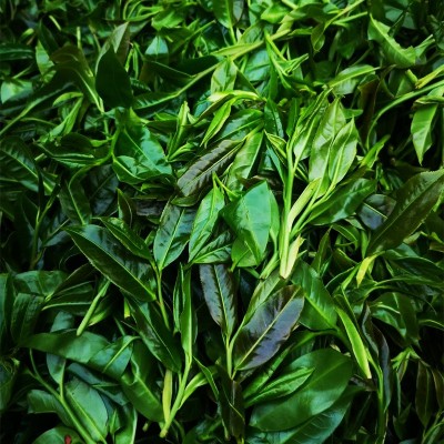 红茶野茶批发千家寨云南普洱茶红茶2023头春古树花果香荒 野古树茶图6