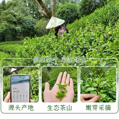 2023新茶上市明前浓豆香龙井茶叶浙江杭州厂家雨前口粮茶绿茶批发