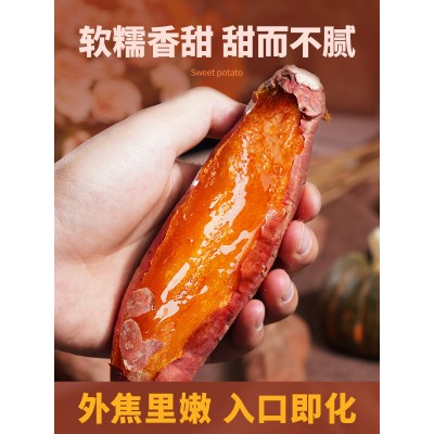 2023新果烟薯25号流油杂粮番薯蜜薯红薯紫薯鲜板栗烤地瓜专用批发图3