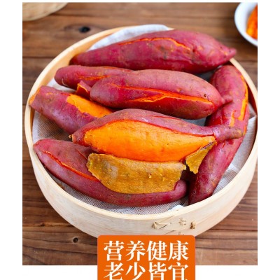 2023新果烟薯25号流油杂粮番薯蜜薯红薯紫薯鲜板栗烤地瓜专用批发图4