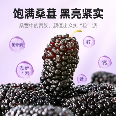 【杞里香】攀枝花黑桑葚干 手选无熏硫头茬桑葚瓶装200g 新货桑葚图5