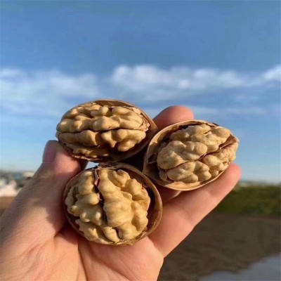 批发新货新疆185核桃 新疆阿克苏纸皮核桃水洗量大优惠图2
