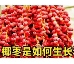 椰枣是如何生长和分选的？每棵树能结80公斤果实，号称沙漠面包