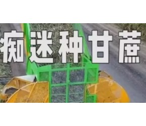 巴西人靠种植甘蔗赚疯了，甘蔗除了能制糖还能制乙醇，你知道吗？