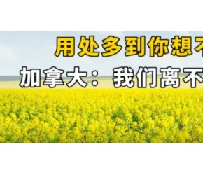 加拿大离不开油菜，油菜种植面积高达1000万亩，用途超出你想象