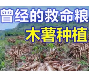 木薯是如何种植的？饥荒年代的“救命粮”，养活了9亿人