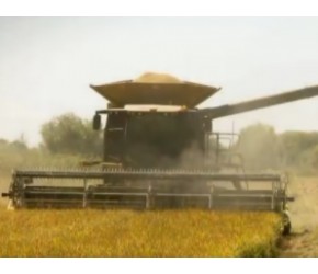 吃的大米是怎么被稻谷“剥皮”出来的？