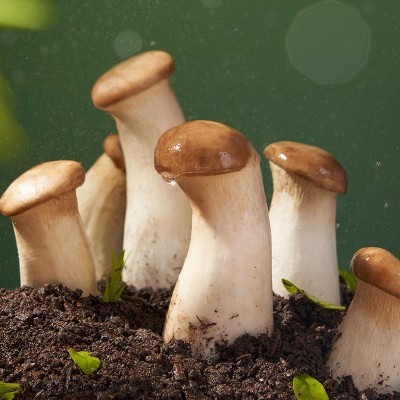 螺霸王水煮螺蛳粉400G*10礼盒装柳州特产加菌菇速食粉代发批发图5