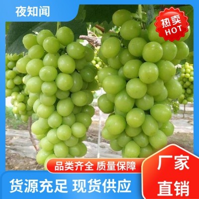 夜知闻 阳光玫瑰葡萄 含有玫瑰香味 果粒比较饱满图3
