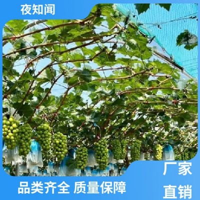 夜知闻 阳光玫瑰葡萄 含有玫瑰香味 果粒比较饱满图4