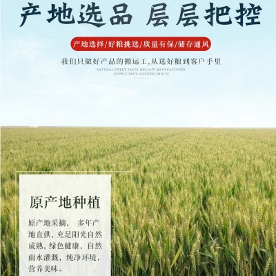 盐城地产大麦 苏北农户大麦无虫蛀无霉变 吹风过筛颗粒饱满批发图2