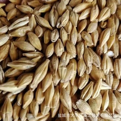 盐城地产大麦 苏北农户大麦无虫蛀无霉变 吹风过筛颗粒饱满批发图5