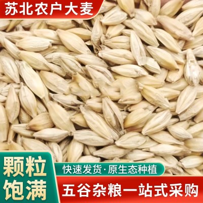盐城地产大麦 苏北农户大麦无虫蛀无霉变 吹风过筛颗粒饱满批发