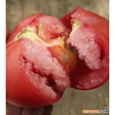 喜来德西红柿毛粉硬粉