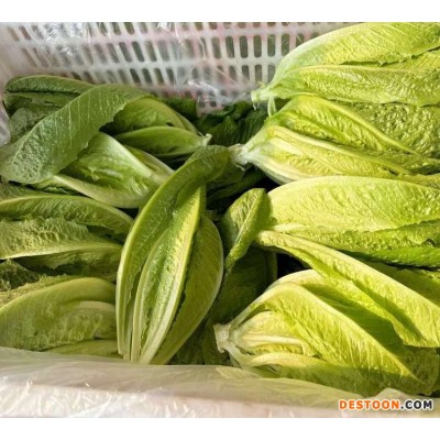 直立罗马生菜 耐寒耐运输 涨势快 叶面平滑 口感好 按时发货 长期供应