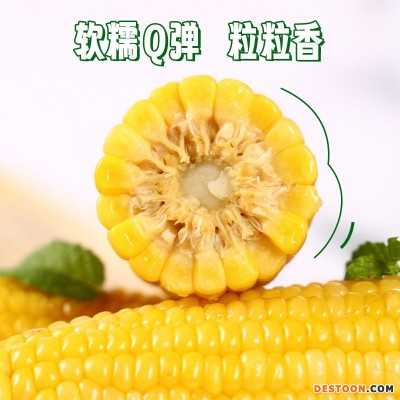 东北黄玉米棒整箱8根220克粗粮香甜软糯真空独立包装电商代发玉米