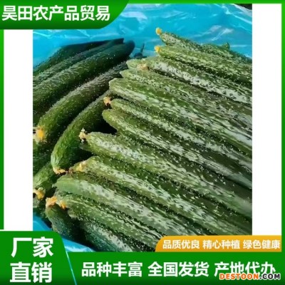 安 徽密刺青瓤绿油黄瓜直发产地 新鲜蔬菜 质脆味甜 供应