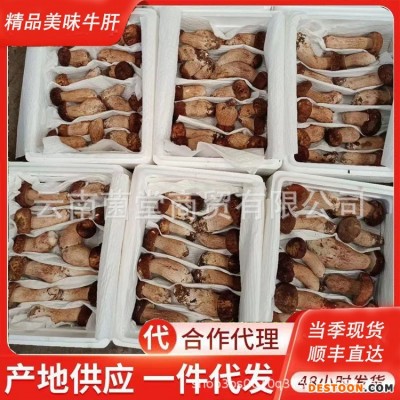 新鲜白牛肝菌一级蘑菇山珍黑黄云南特产菇鲜野生美味牛肝