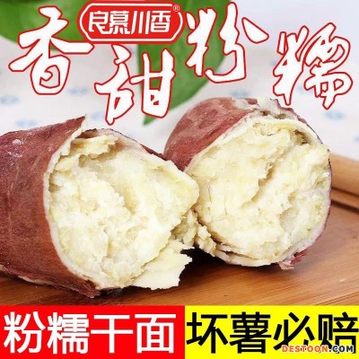 正宗板栗薯红皮白心红薯新鲜番薯白瓤山芋白肉栗子粉糯面地瓜红薯