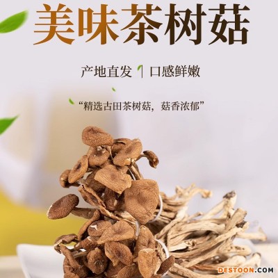 茶树菇不开伞干货树菇炖汤爆炒菌菇福建古田茶树菇家用袋装茶树菇