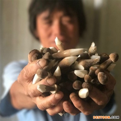 联盛 山东鸡枞菌厂家 黑皮鸡枞菌鲜货 规格齐全