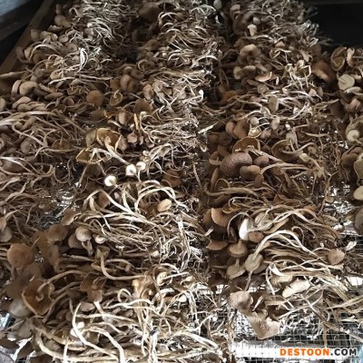 古田特产茶树菇开伞商用农家自种无硫熏食用菌爽脆嫩香煲汤包邮