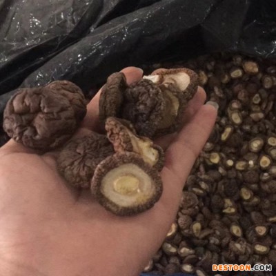 福建厚肉香菇厚面冬菇 3-4cm跟短厚肉剪跟香菇干货 mushroom蘑菇