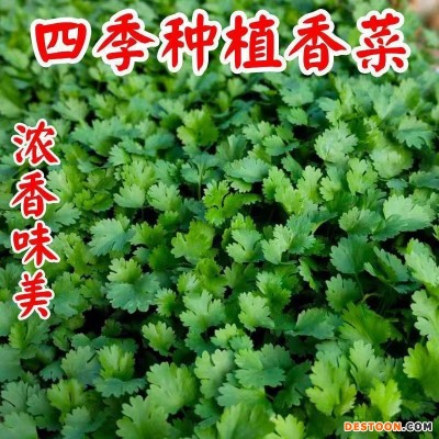 香菜种子四季易种耐热大叶香菜阳台盆栽种籽芫荽菜种大全蔬菜种子