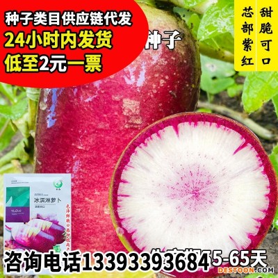 永红冰淇淋萝卜种子 厂家批发紫皮红芯穿心红水果萝卜籽 菜园阳台