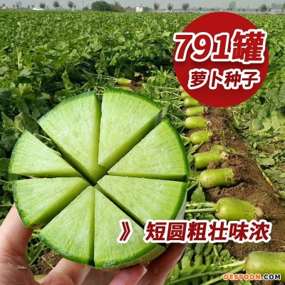 涵洋791萝卜种子青萝卜种籽大青萝卜种籽口感清脆汁多抗虫蔬菜种