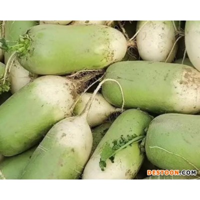 升鑫现拔现发应季蔬菜青萝卜 品质从优 物美价廉