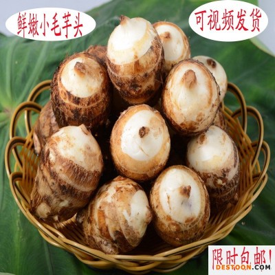 种苗芋头新鲜粉糯小芋头毛芋头雪芋种子非香芋5斤食用蔬菜种植