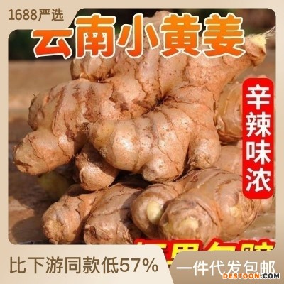 云南小黄姜新鲜批发生姜老姜新姜生鲜块姜1/2/3/5/8/9/1 0一件代发
