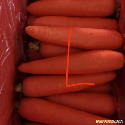 胡萝卜新鲜蔬菜红萝卜当季菜整箱水果小红萝卜5斤装图1
