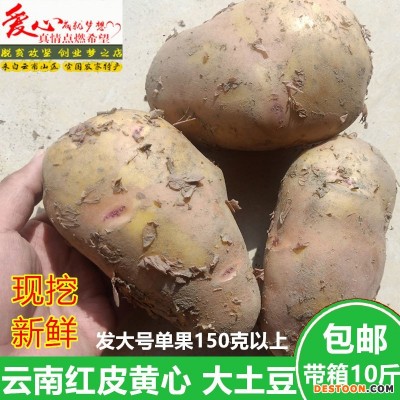 土豆新鲜大土豆红皮黄心云南农家自种新鲜蔬菜马铃薯大号洋芋10斤