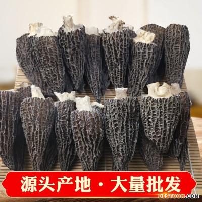 云南产地批发菌汤包羊肚菌干货250g 大号剪柄食用菌人工酒店食材