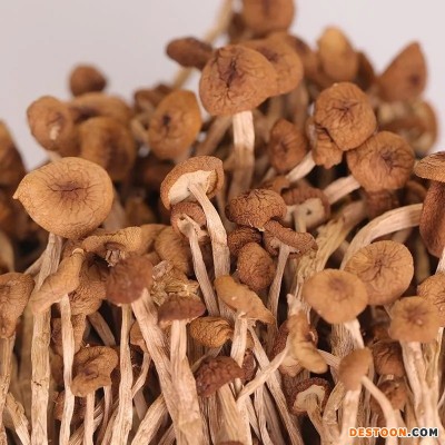 新货茶树菇干货福建古田特产不开伞无硫熏无干燥剂净重包邮