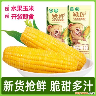 广西水果玉米棒鲜嫩甜玉米230gX8袋基地厂家直批即食真空粗粮代餐