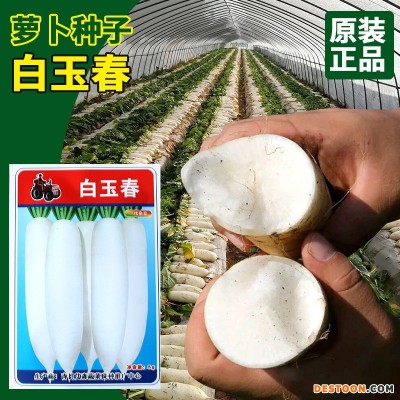 常丰白玉春萝卜种子 根长洁白口感清脆白萝卜种籽 厂家批发蔬菜孑