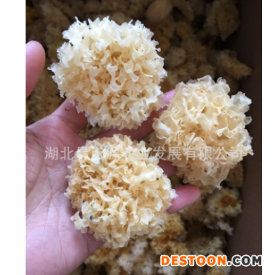 椴木银耳白木耳 雪耳 自有基地寻代理分销3-4公分量大从优