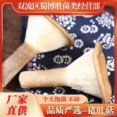 猪肚菇散装新鲜猪肚菌批发代发新鲜蘑菇食用菌菇批发煲汤餐饮食材