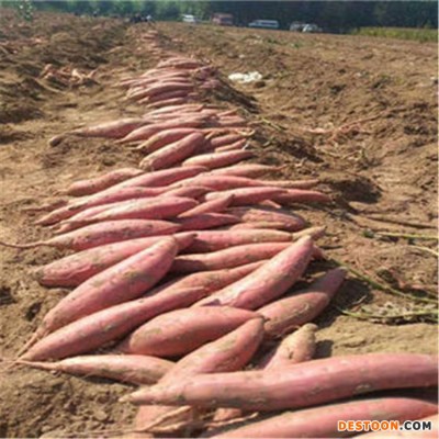 龙轩 当季现摘果蔬基地软儒香甜 冰糖心烟薯25 绿色健康