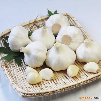 源头直供精选白皮大蒜 出口